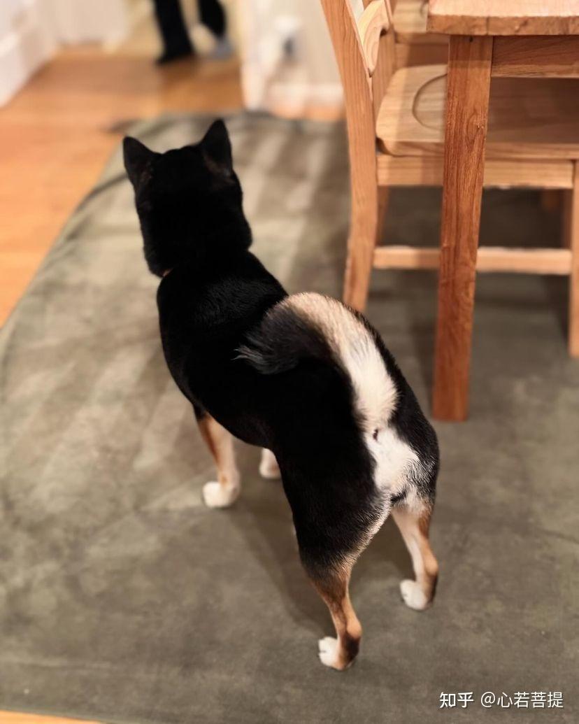 2024柴犬价格大爆料，如何买一只健康靠谱的黑柴呢？？ - 知乎