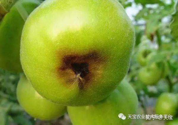 西红柿这些都是缺素症?