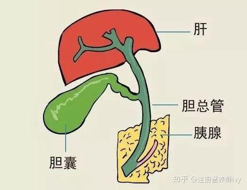 胆囊炎没什么大不了 牢记2点关键 推荐4类食物 身体恢复好又快 知乎