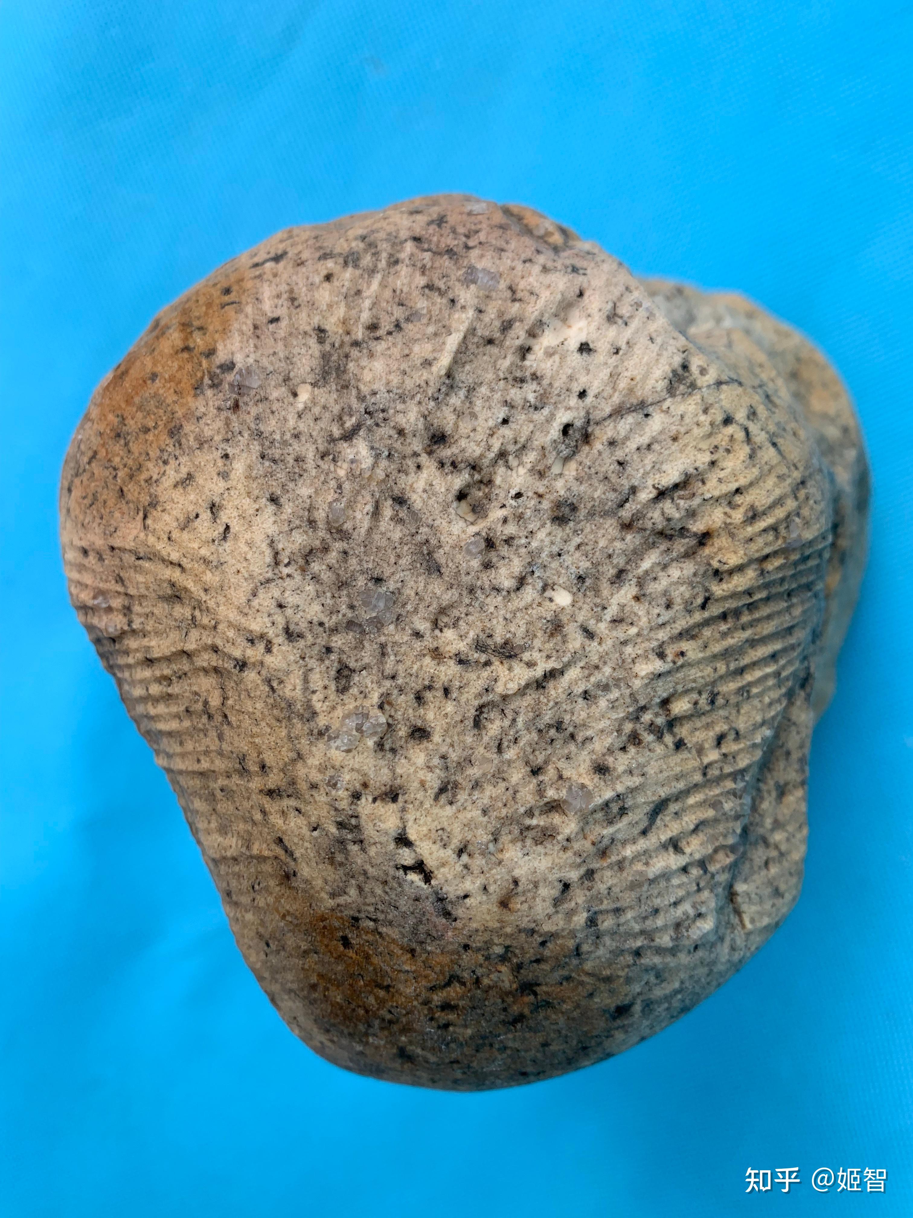 宁夏陨石收藏研究会会长(图中)这块定向顽火辉石球粒陨石的头部顶端