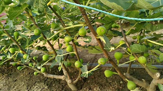 无花果膨大增产的肥料,无花果用什么冲施肥好?