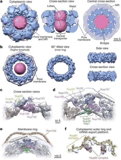 核孔复合体结构简图图片