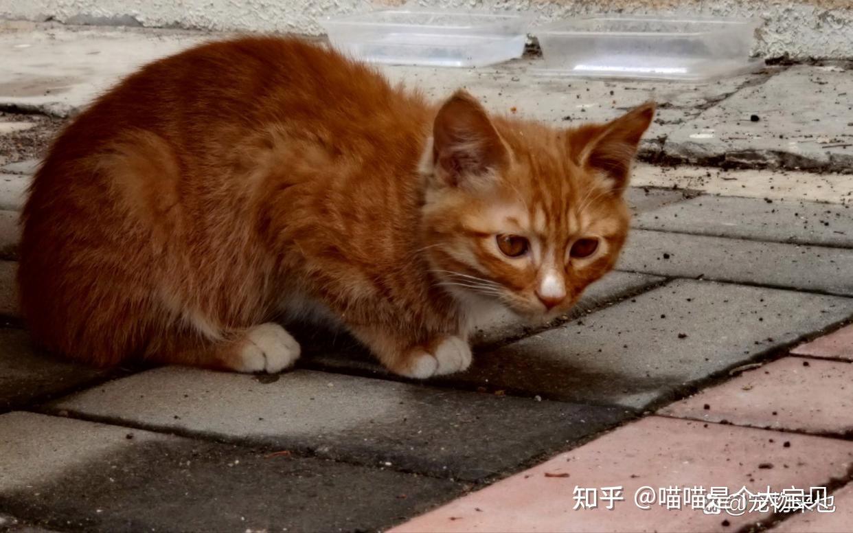 网友在门口捡了一只橘猫半年后我还是扔了