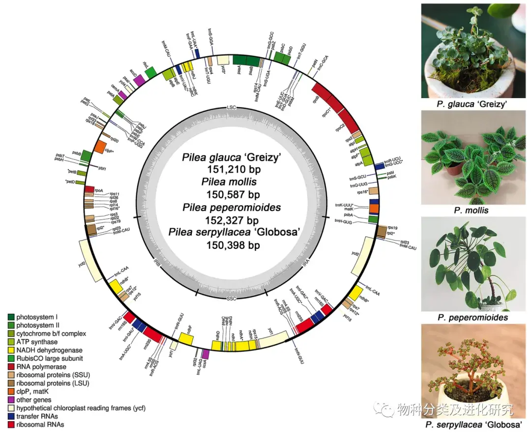 植物叶绿体基因组|四种冷水花属(荨麻科)植物的叶绿体基因组比较:种间质体基因组多样性研究 - 知乎