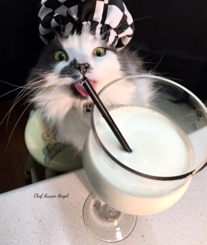 猫咪真的可以喝牛奶吗