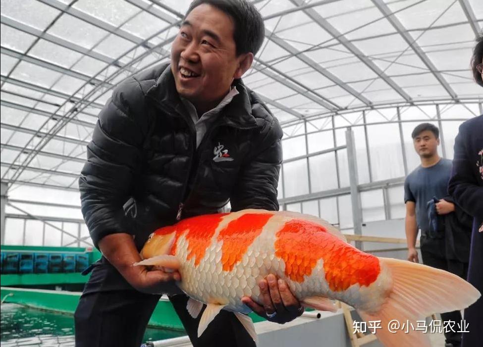 小哥回村创业养锦鲤18万元1条网络卖鱼真空包装活4天不简单