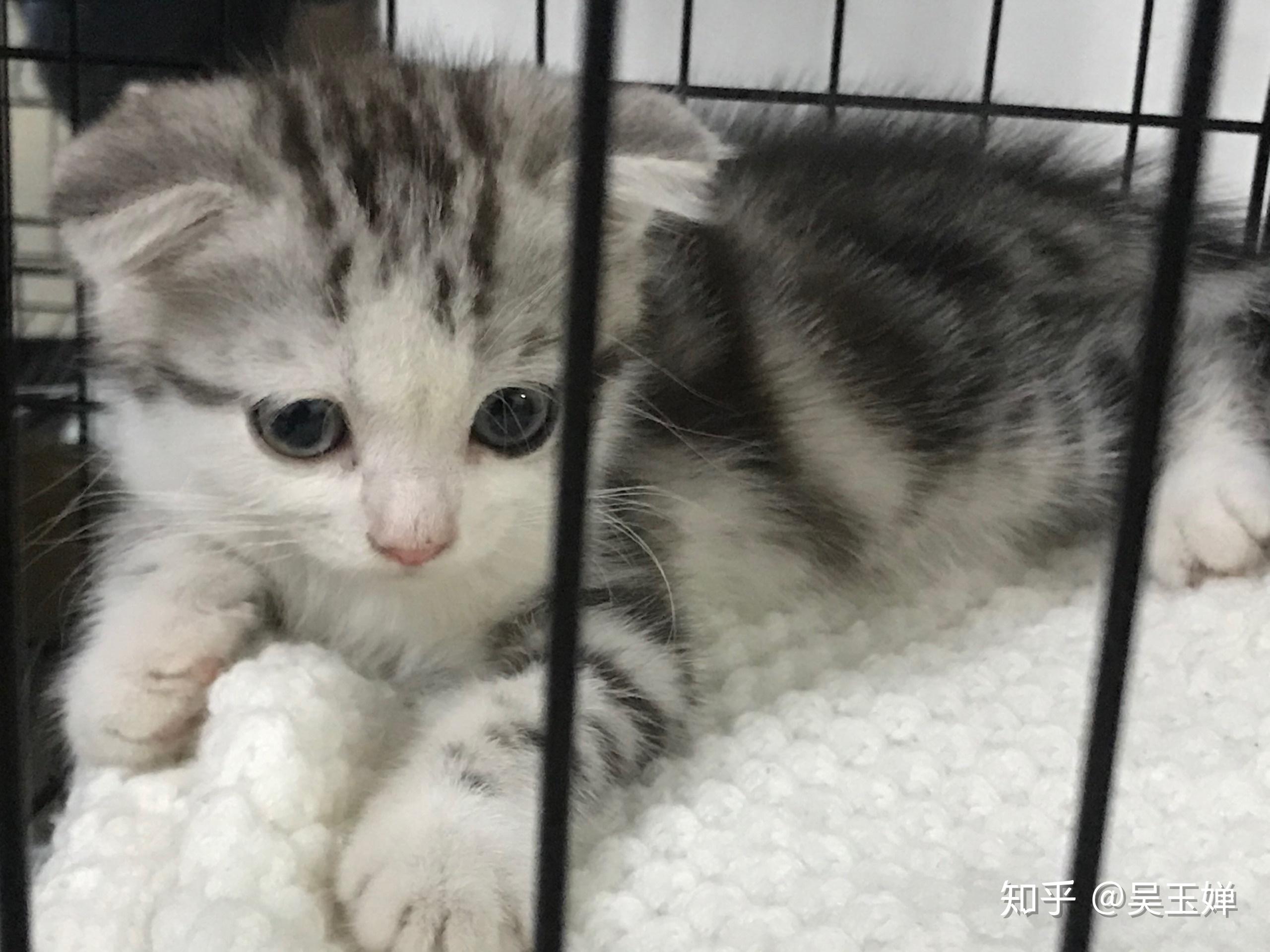 起司猫折耳 - 知乎