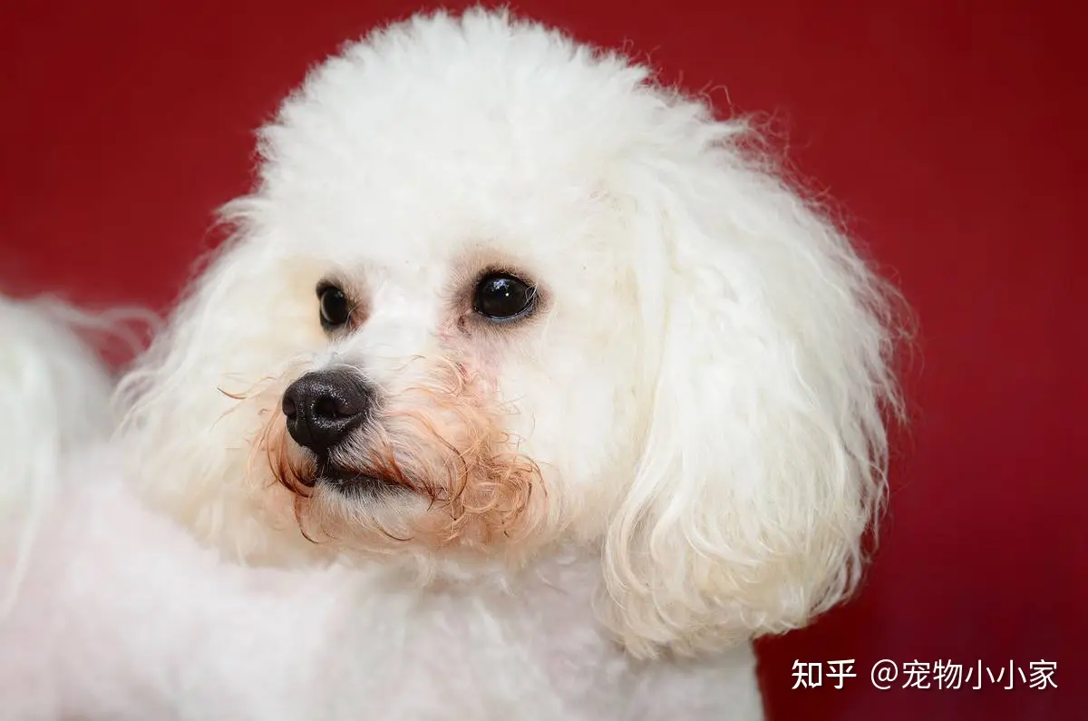 去泪痕狗粮排行榜