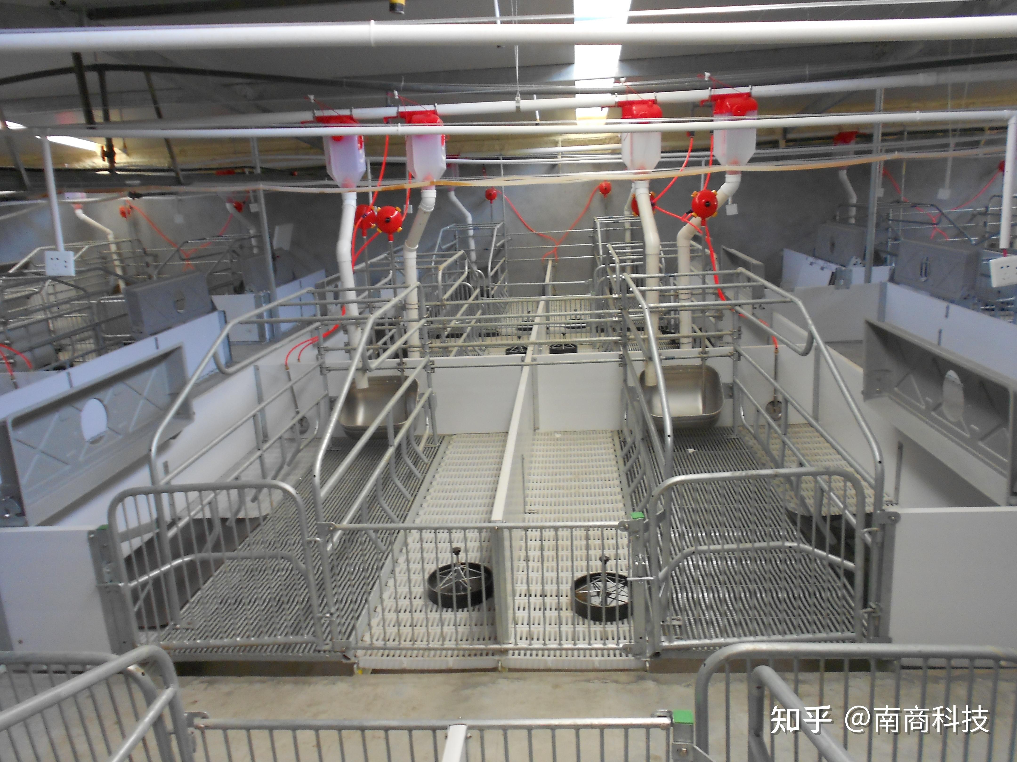 母猪产床数量如何计算?安装需要注意什么?有哪些优势?