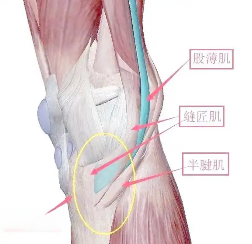 隐神经与小腿内侧痛 - 知乎