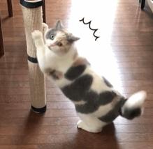 动图封面