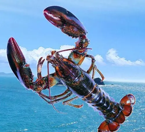广州进口龙虾核酸检测 进口食品核酸检测