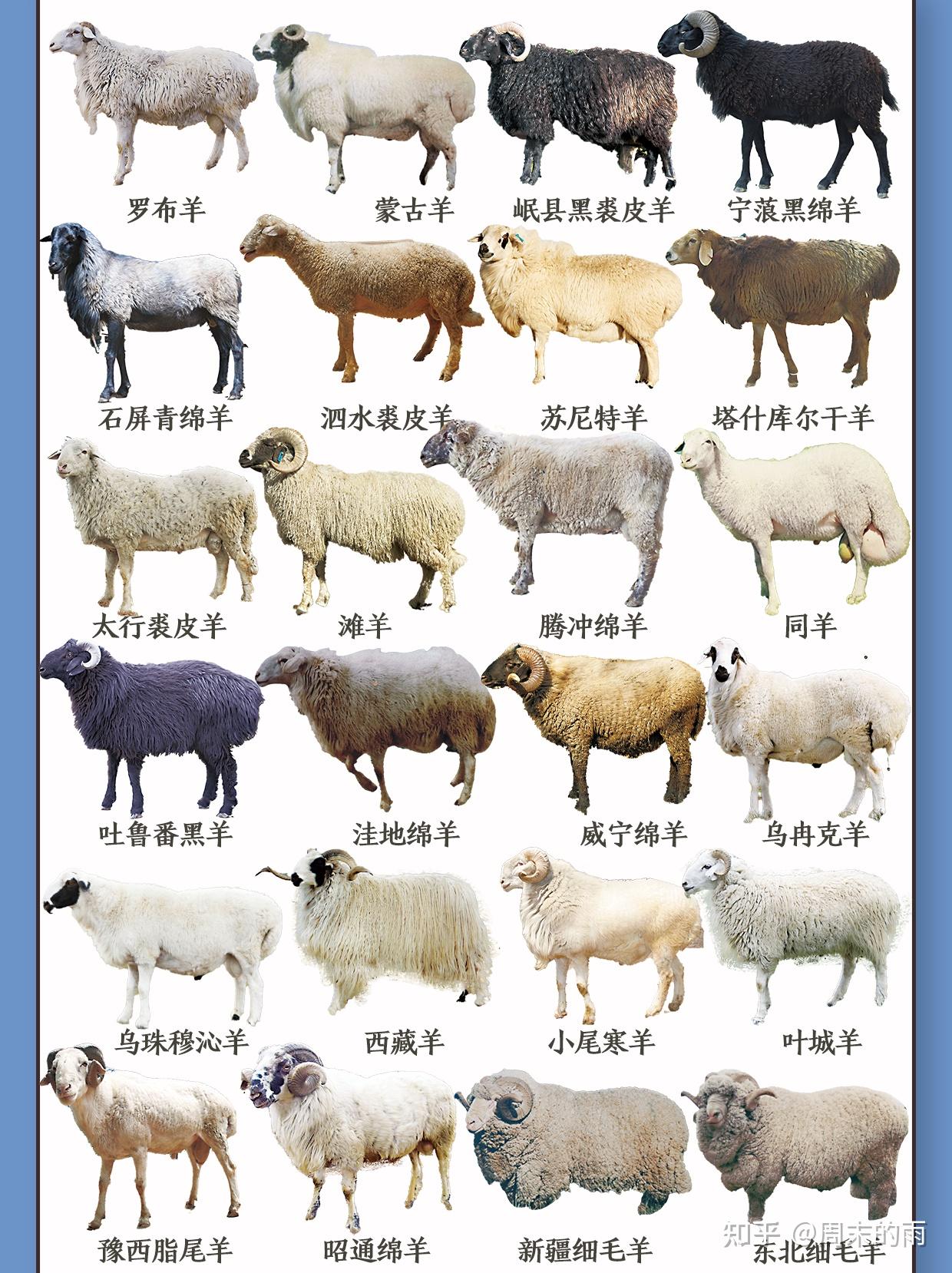 常见的60种绵羊大盘点，快来看看你家养的是哪一种？ - 知乎