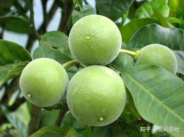 带你识别化橘红 - 知乎