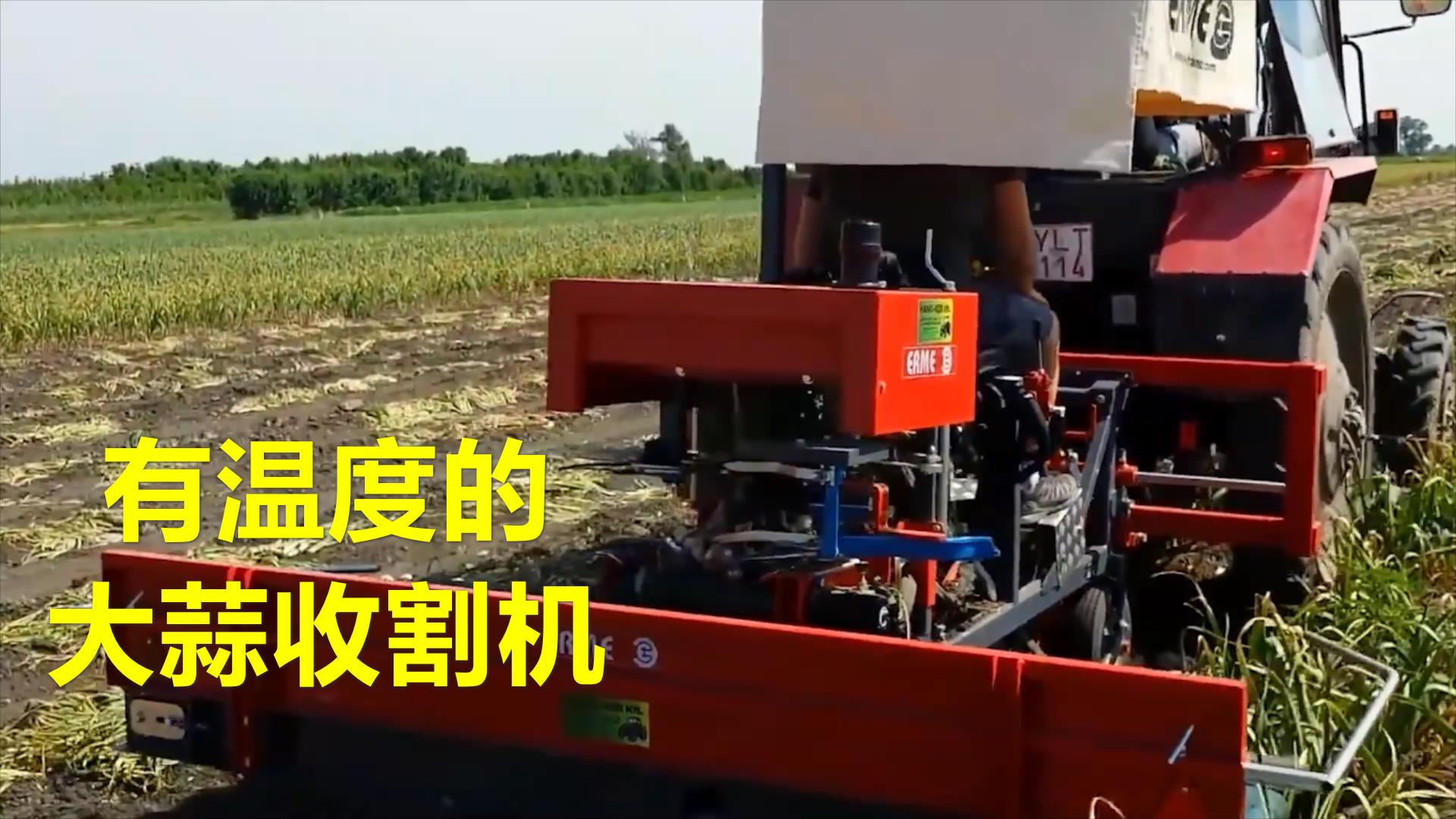 红霸增产套餐,大蒜用了红霸增产又增收!