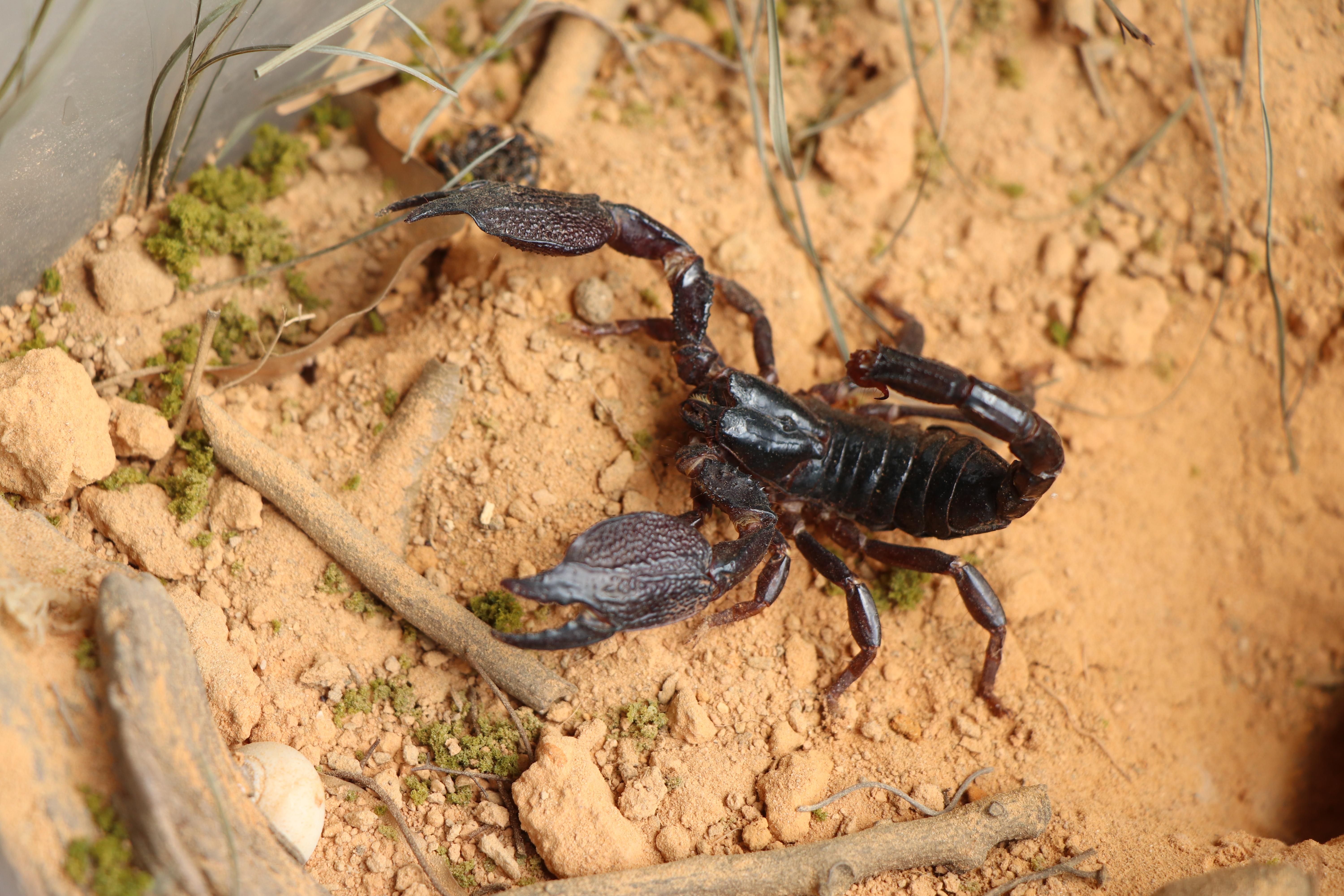耶鲁斯里兰卡异距蝎 srilankametrus yaleensis (kova00ík, ran