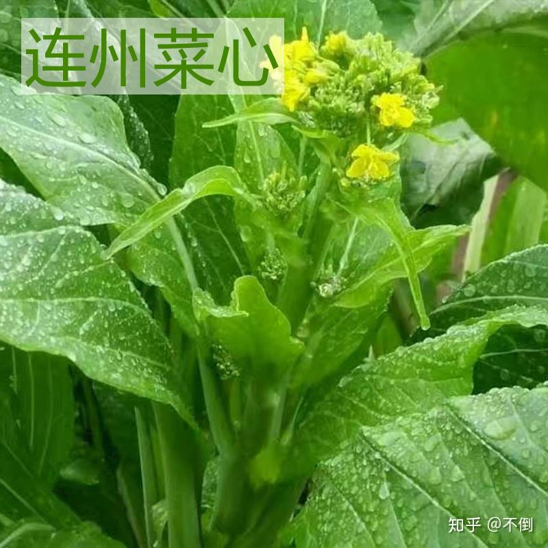 連州菜心 - 知乎