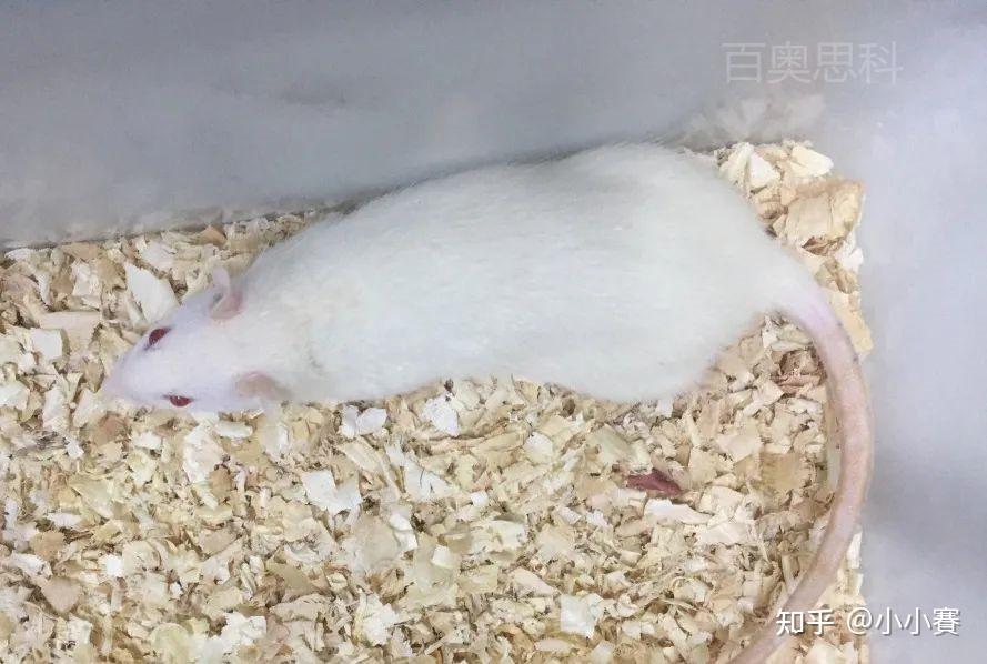 wistar大鼠1型和2型糖尿病模型对比找到区别一次学会两种模型构建