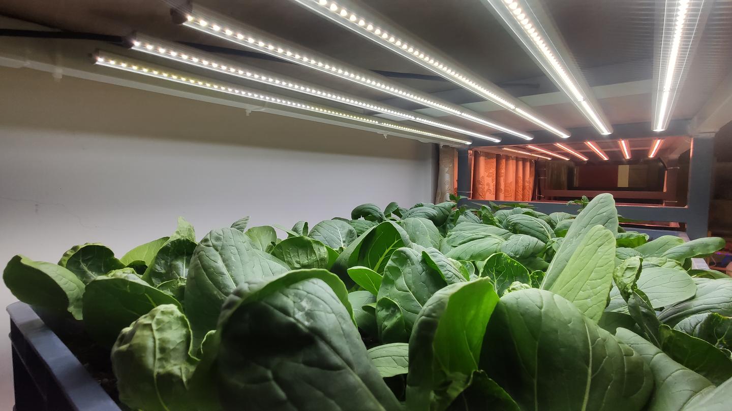 全光谱植物补光灯 植物生长灯哪种好 怎么选购 知乎 全光谱植物补光灯 植物生长灯哪种好 怎么选购 知乎