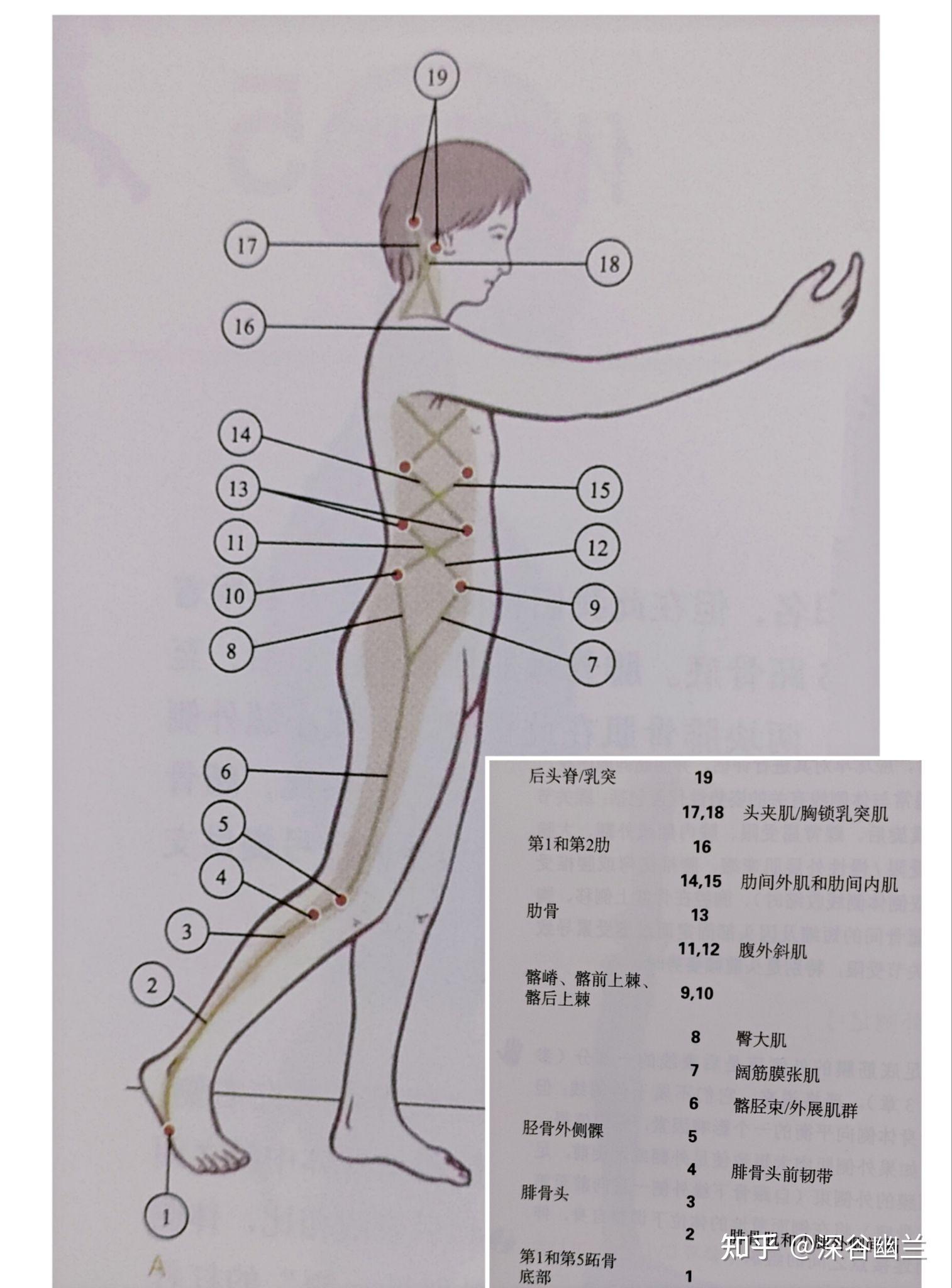 肌筋膜线之体侧线 - 知乎