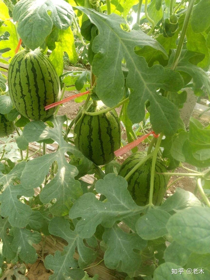 春吃芽，夏吃瓜，夏天适合吃什么瓜？ - 知乎