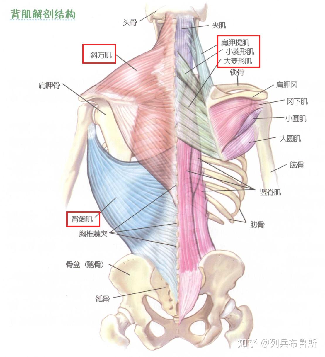 后背解剖图图片
