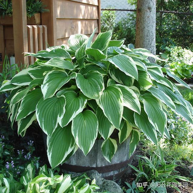 7种长生花冬天假死春天爆花种一次观赏一辈子