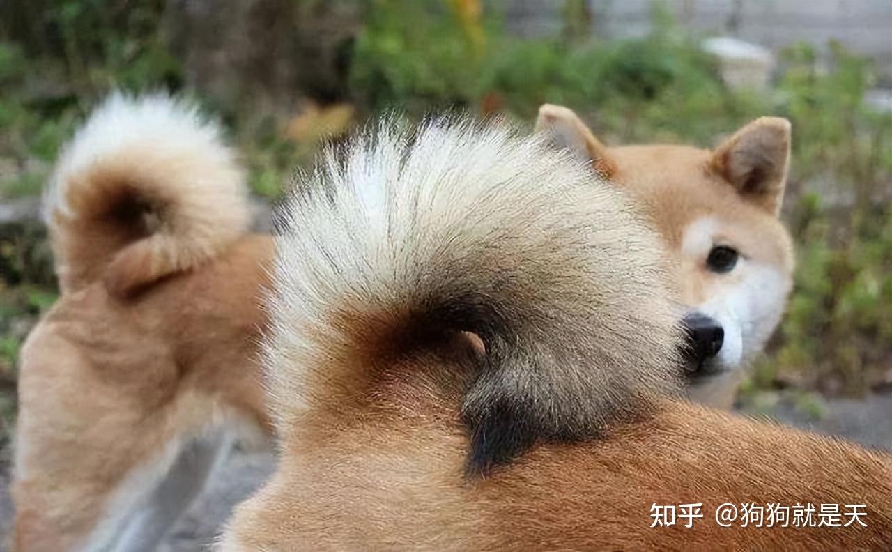 狗狗的尾巴翘起来,跟铜钱很相似,被人叫做"金钱尾",老一辈认为这样的