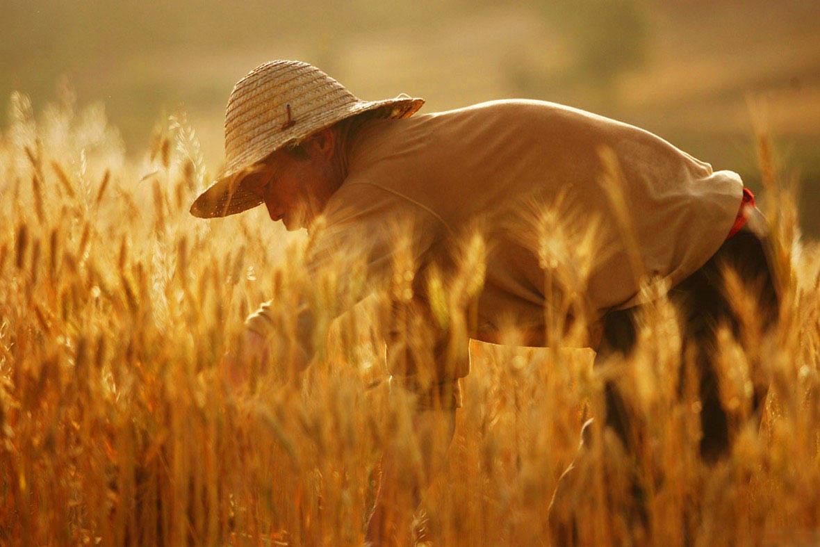 芒种说麦客|所有的情怀在生存面前都是耍流氓