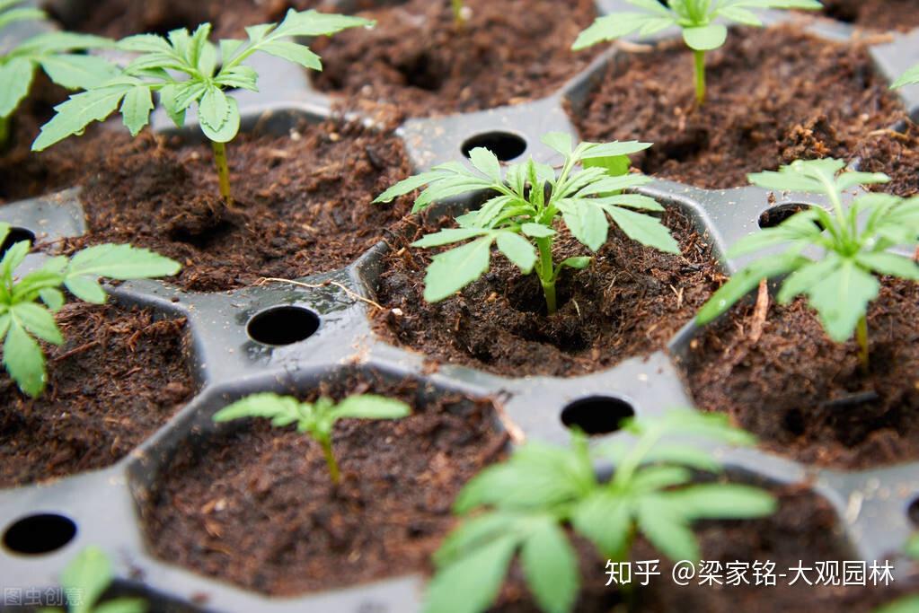 在休眠期將母株平茬,促進萌發新條.