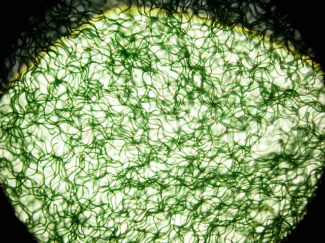 用显微镜观察螺旋藻外形为不分支的丝状,宛如一根盘曲的弹簧,呈青绿色