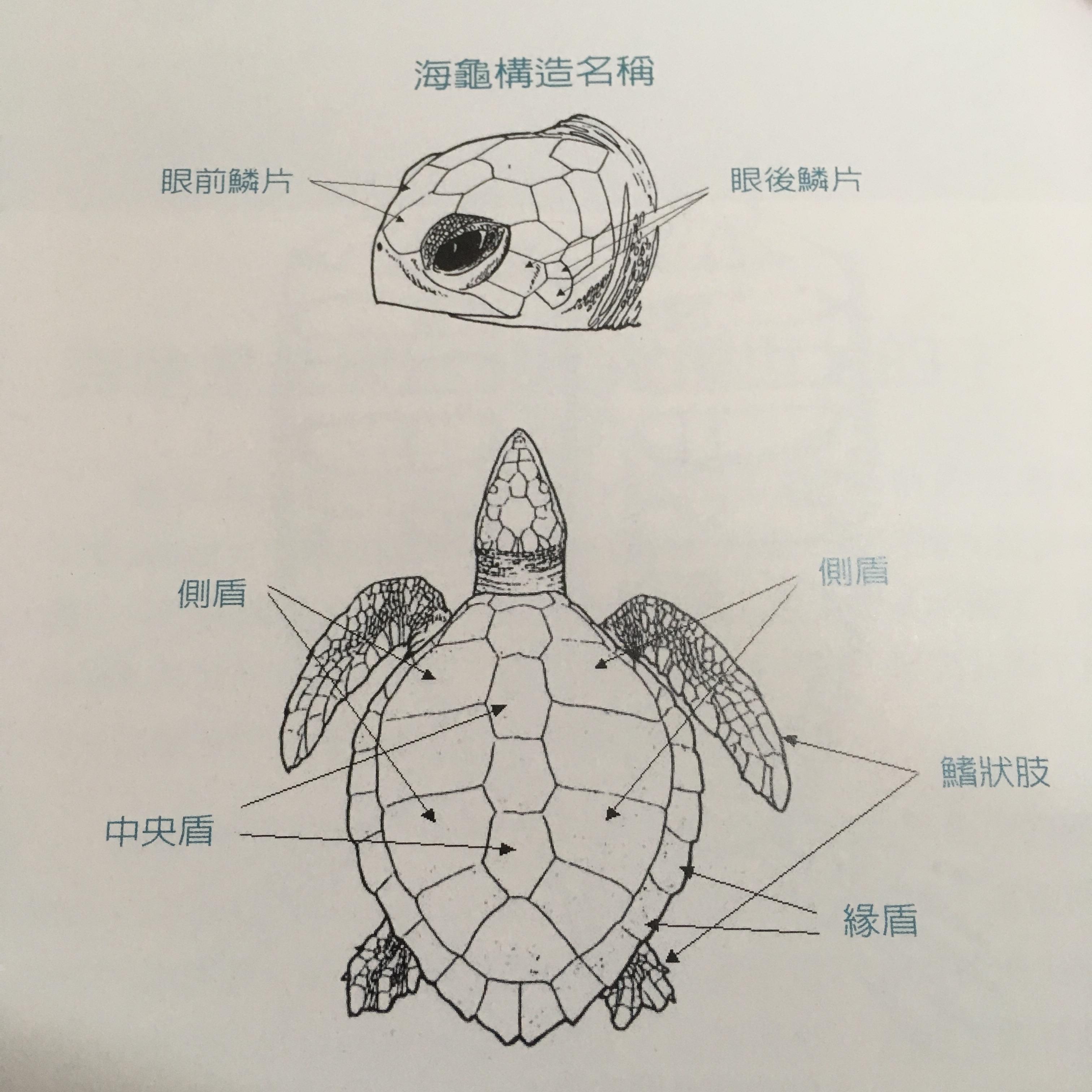 乌龟的构造图片