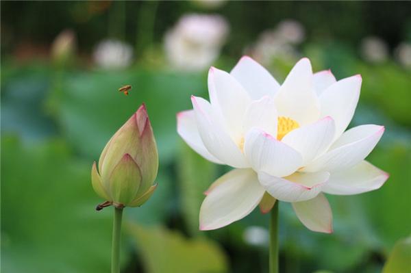 7月这10种正值花期的花 你最喜欢哪一种 知乎