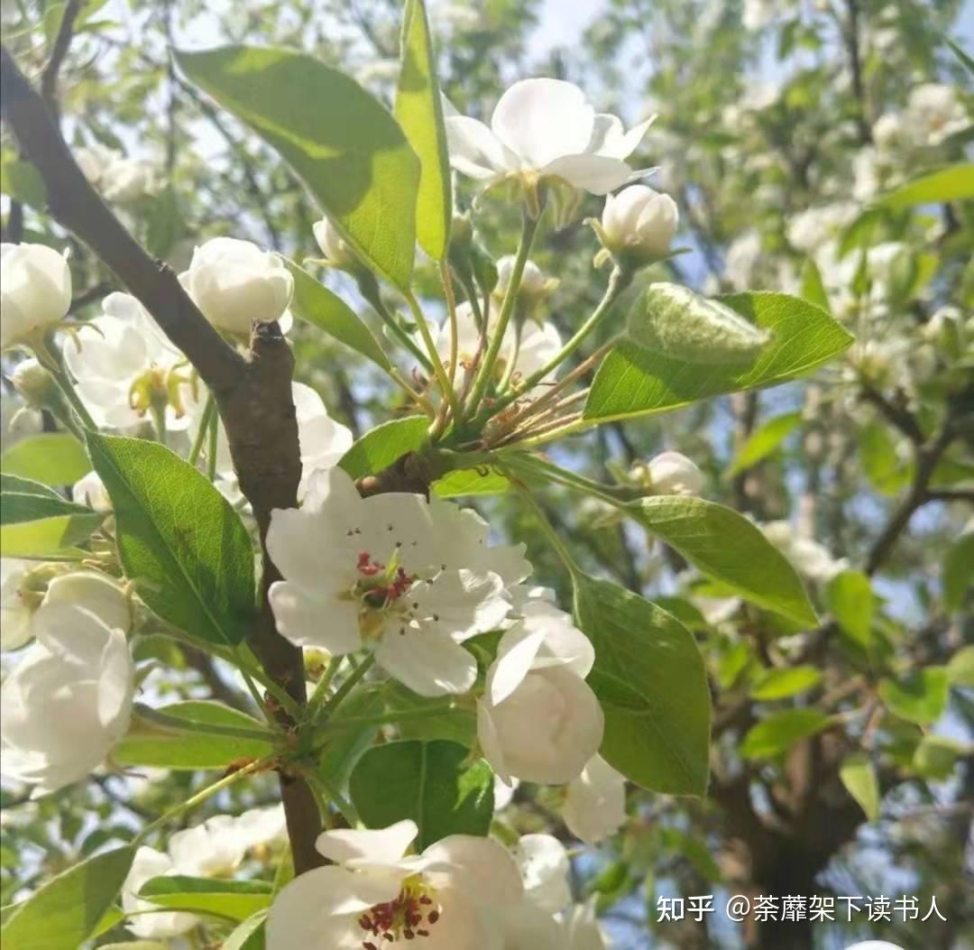 棠梨花盛开的时候(十) - 知乎