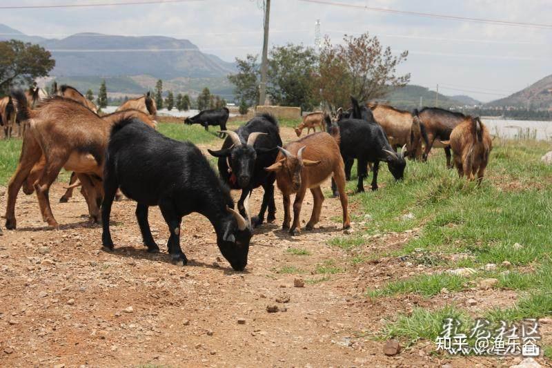 来渔乐谷庄园体验一下放羊娃的春天牧牛,牧羊体验走进渔乐谷庄园感受