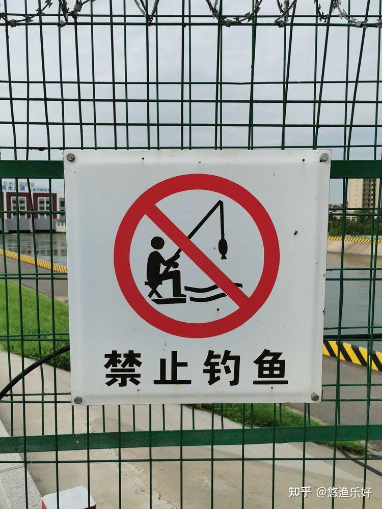 禁止捕捞和垂钓南水北调里的鱼长到了多大