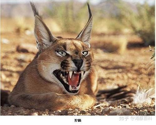 世界上最凶猛的猫——狞猫 - 知乎
