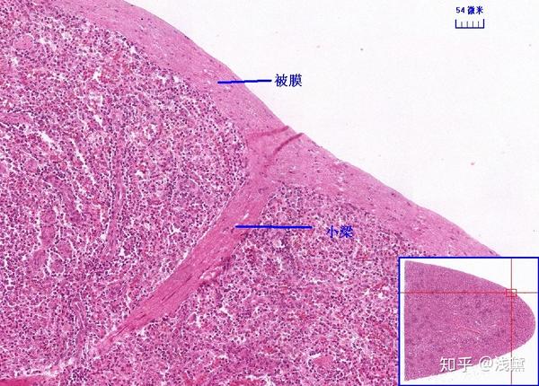 医学生组胚实验考试复习切片（库存更新完毕，后续根据需求更新） - 知乎