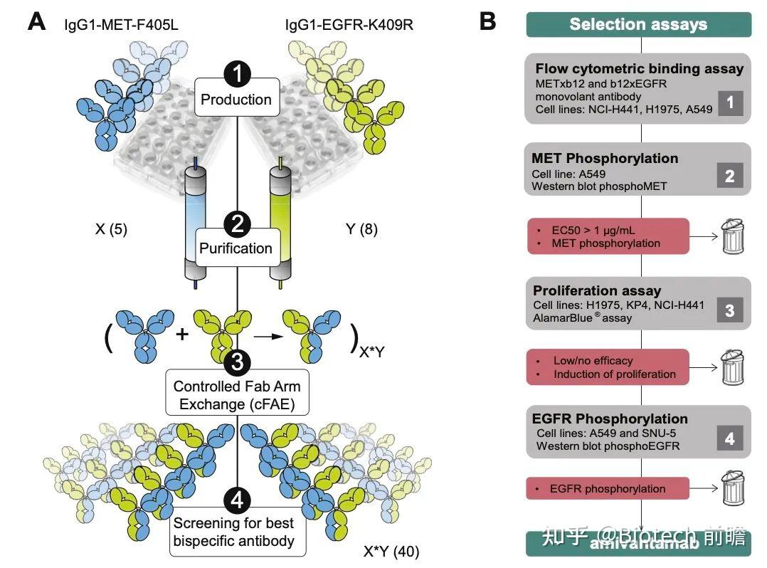 egfr-c-met-adc
