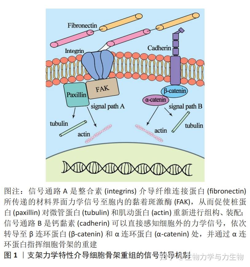 细胞外基质力学微环境与细胞间相互作用的机制与特征 - 知乎