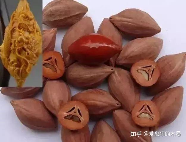 橄榄核分类,基础知识科普! - 知乎