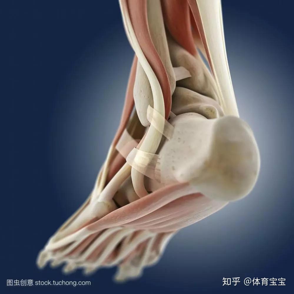 对足球运动员而言连接脚跟和小腿肚的跟腱同样是特别脆弱的地方