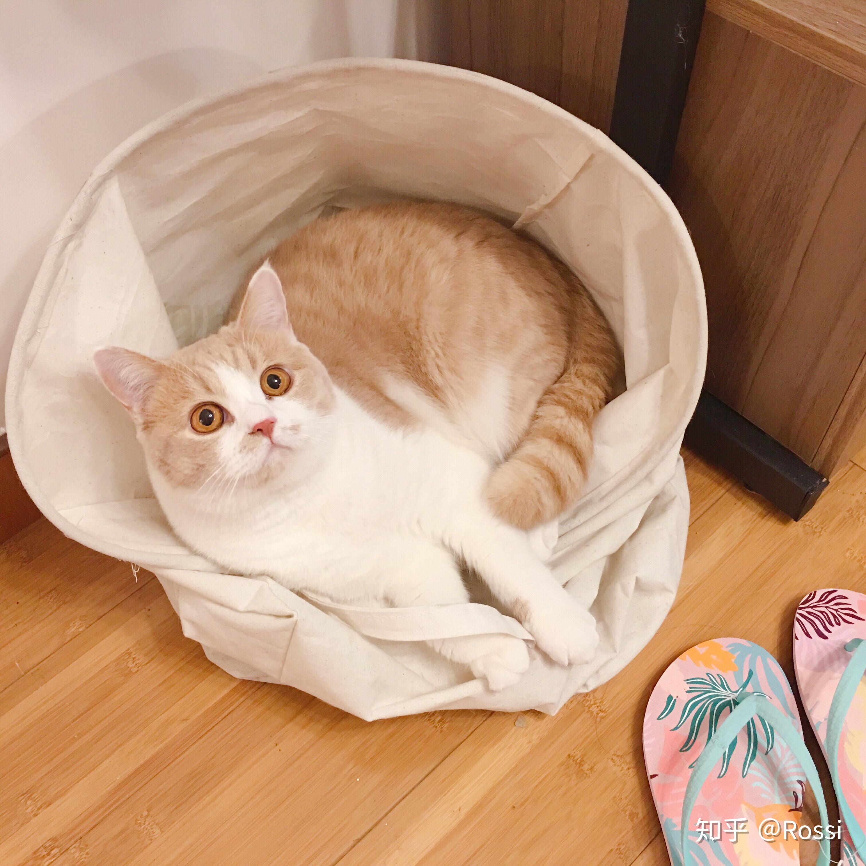 买到一只橘色英短是什么体验?