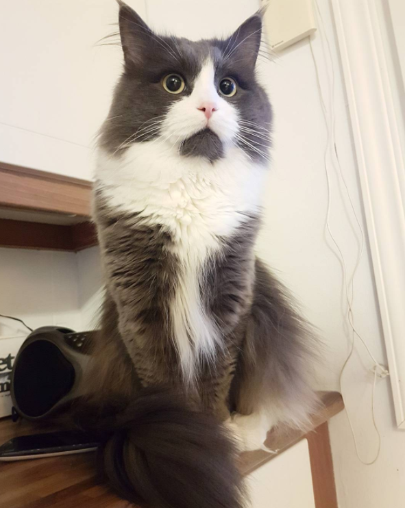 云养猫是什么样的体验? - 知乎