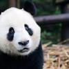日剧中有哪些经典的背景音乐 知乎