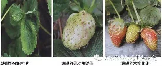 最全缺硼高清图谱