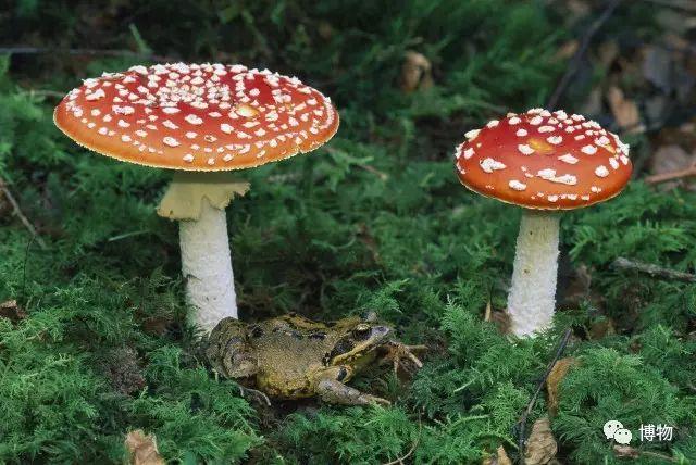 为啥马里奥要吃蘑菇才能长大？ - 知乎
