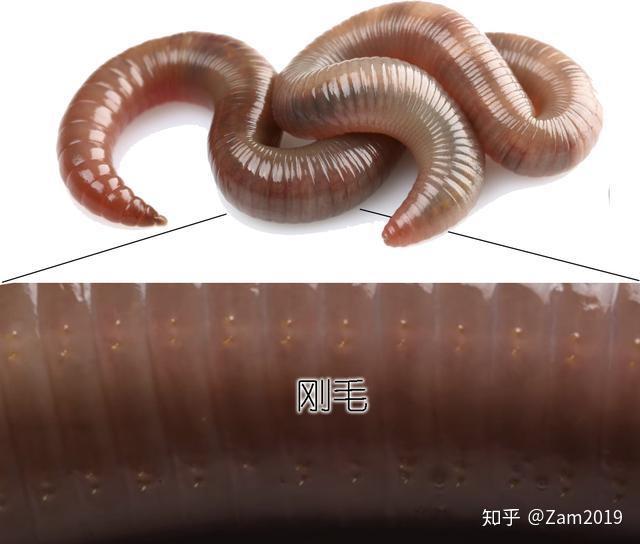 蚯蚓的刚毛/图自编与蜗牛一样,蚯蚓也是雌雄同体,所以你无法分辨哪条