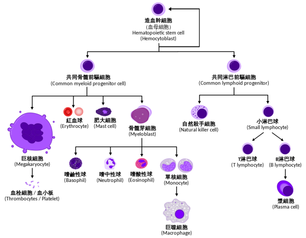 红细胞的生成过程图解图片