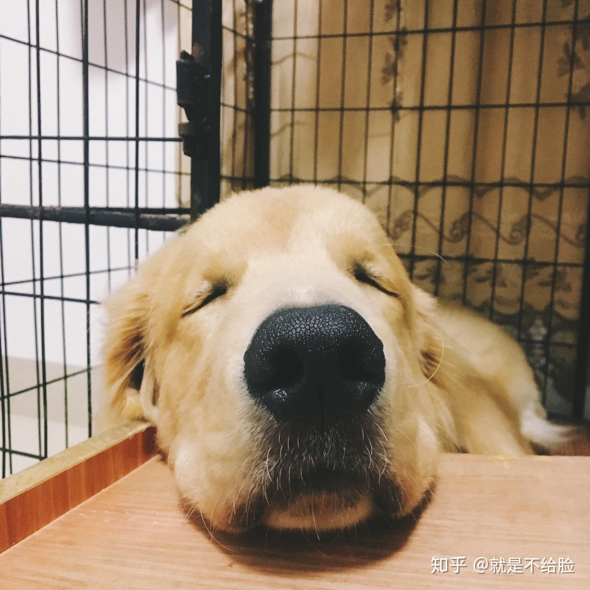 四毛的一生(养只金毛是什么样的体验持续更新.